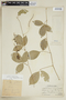 Paullinia elegans subsp. neglecta (Radlk.) D. R. Simpson, PERU, F