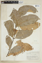 Pseudima frutescens (Aubl.) Radlk., BRITISH GUIANA [Guyana], F