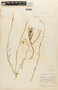 Mostacillastrum gracile (Wedd.) Al-Shehbaz, Peru, P. A. Munz 15521, F
