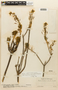 Draba lindenii (Hook.) Planch. ex Sprague, VENEZUELA, F