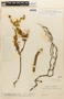 Draba lindenii (Hook.) Planch. ex Sprague, VENEZUELA, F