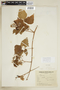 Serjania glabrata Kunth, ARGENTINA, F