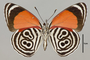 124693 Diaethria clymena v IN