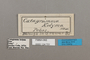 124701 Catacore kolyma labels IN