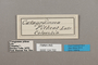 124702 Callicore pitheas labels IN