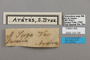 124706 Adelpha serpa labels IN