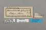 124713 Adelpha capucinus capucinus labels IN