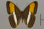124717 Adelpha cytherea d IN