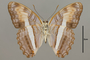 124724 Adelpha plesaure v IN