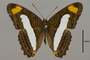 124732 Adelpha iphiclus ephesa d IN