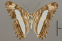 124732 Adelpha iphiclus ephesa v IN