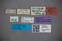 3047616 Stenus areolatus ST labels2 IN