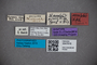 3047616 Stenus areolatus ST labels IN