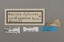 124738 Adelpha cytherea daguana labels IN