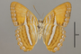 124738 Adelpha cytherea daguana v IN