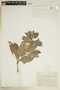 Talisia olivaeformis (Kunth) Radlk., COLOMBIA, F