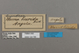 124766 Cymothoe lurida labels IN