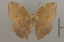 124766 Cymothoe lurida v IN