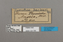 124768 Cymothoe beckeri labels IN
