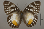 124769 Cymothoe beckeri d IN