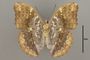 124773 Cymothoe fumana v IN