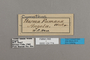 124774 Cymothoe fumana labels IN