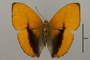 124775 Cymothoe lucasii d IN