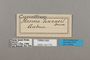 124775 Cymothoe lucasii labels IN