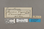 124779 Cymothoe capella labels IN