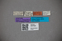 3047620 Stenus asiaticus ST labels IN
