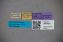 3047624 Stenus auliensis ST labels IN