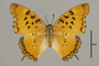 125167 Charaxes sp d IN
