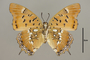 125167 Charaxes sp v IN