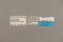 125170 Archaeoprepona meander megabates labels IN