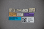 3047627 Omalium cottieri ST labels IN