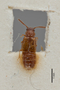 3047627 Omalium cottieri ST d IN