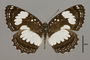 124791 Neptis agatha d IN