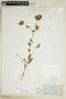 Trifolium reflexum L., U.S.A., A. J. Heading, F