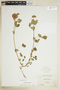Trifolium reflexum L., U.S.A., J. M. Greenman 139, F