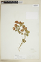 Trifolium reflexum L., U.S.A., J. T. Stewart, F