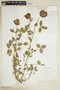 Trifolium reflexum L., U.S.A., J. Wolf s.n., F