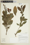 Exocarpus luteolus C. N. Forbes, U.S.A., K. R. Wood 1270, F