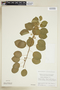 Gouania hillebrandi Oliv., U.S.A., P. C. Hutchison 2776, F