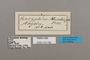 124798 Bebearia mandinga labels IN