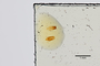 3047616 Stenus areolatus ST g IN