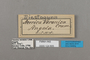 124805 Euriphene veronica labels IN
