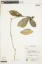 Rudgea coriacea (Spreng.) K. Schum., BRAZIL, F