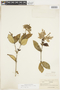 Rudgea coriacea (Spreng.) K. Schum., BRAZIL, F