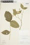Rudgea cornifolia (Kunth) Standl., BRAZIL, F