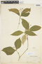 Rudgea cornifolia (Kunth) Standl., ECUADOR, F